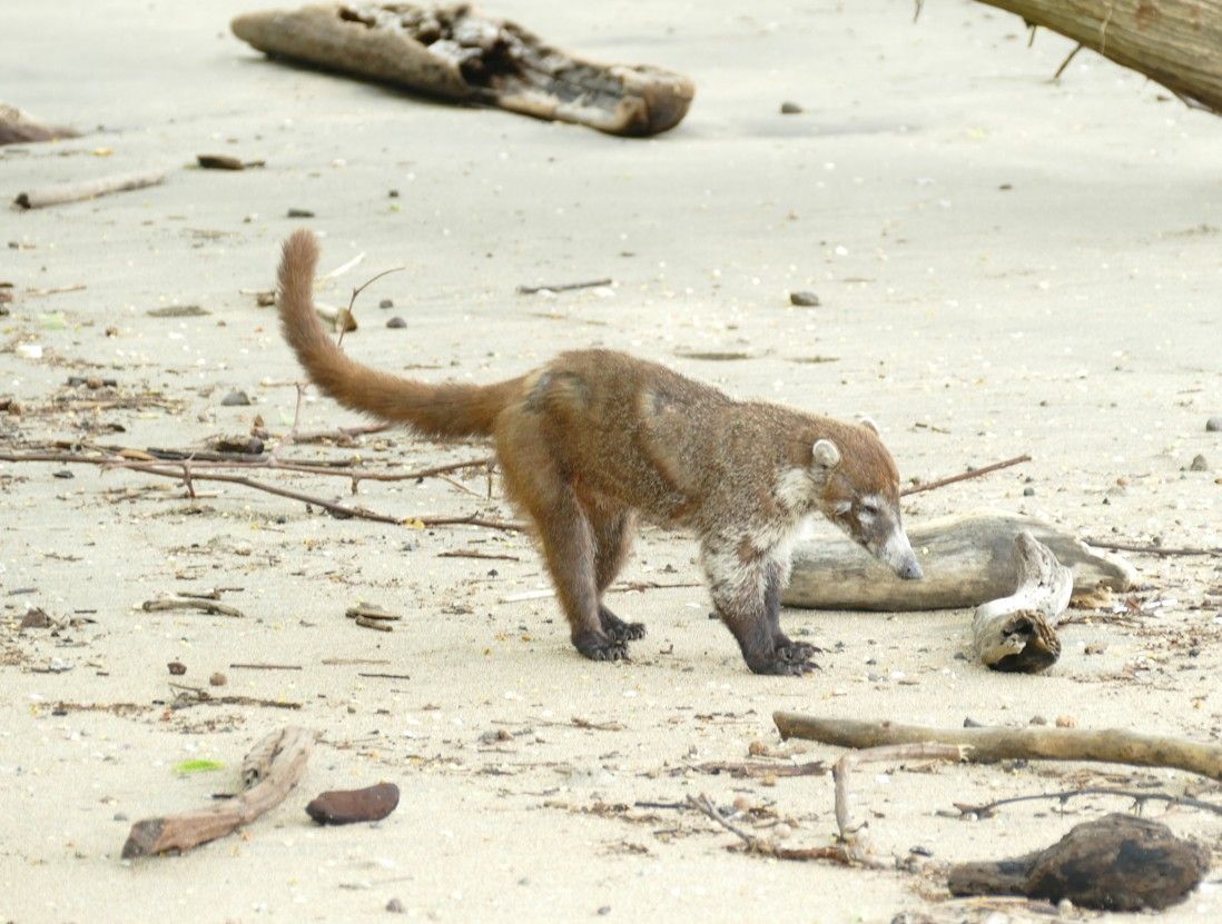 Coati op een zandstrand, snuffelend in de buurt van drijfhout.
