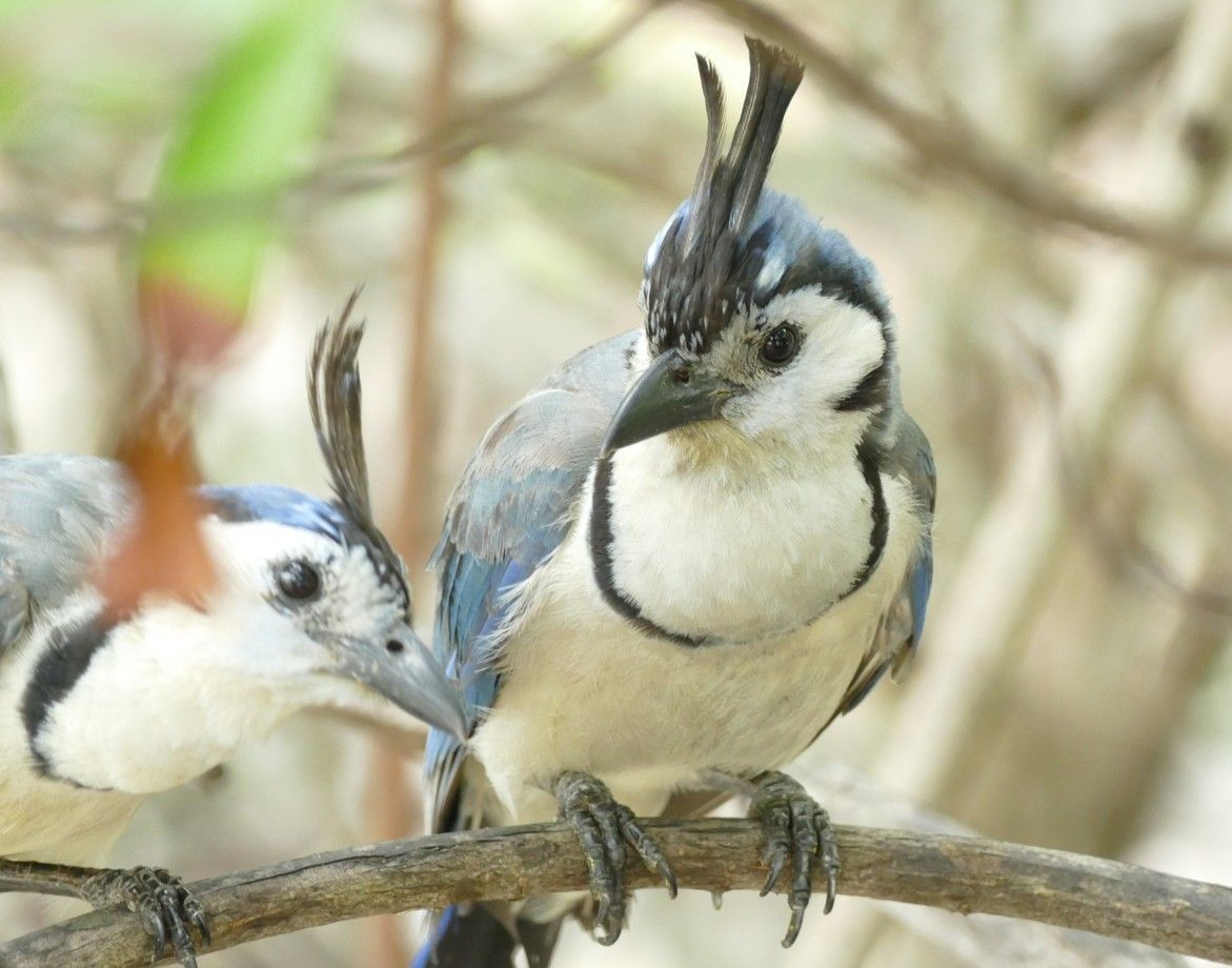 Twee witkeelgaaien zaten op een tak, waarvan er één een opvallende kuif, blauwe vleugels en een zwarte snavel had.