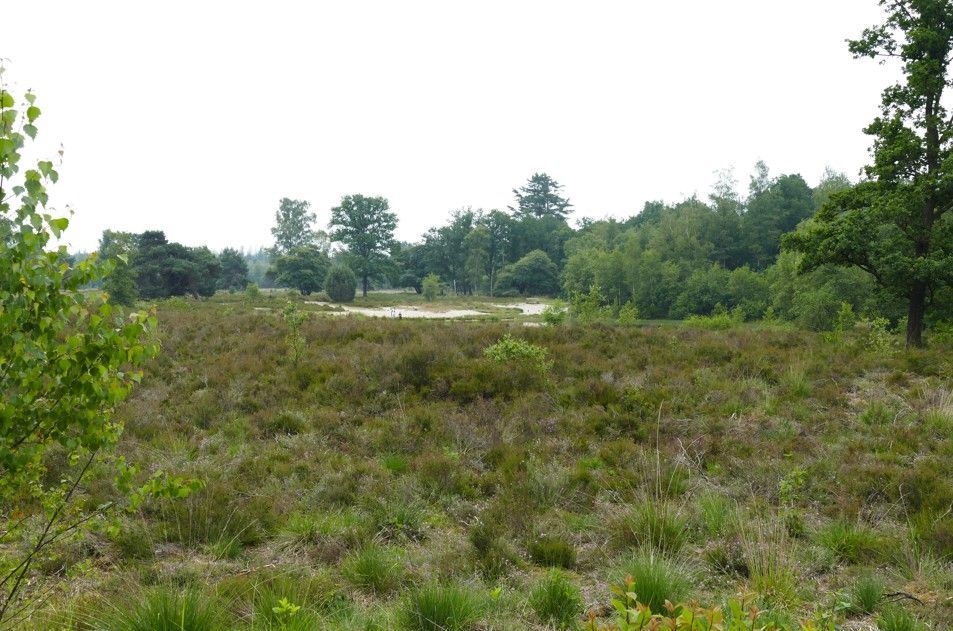 Een grasveld met stukjes lage planten en bomen, onder een bewolkte hemel.