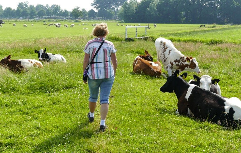 Een vrouw loopt op een zonnige dag naar grazende koeien in een grasveld.