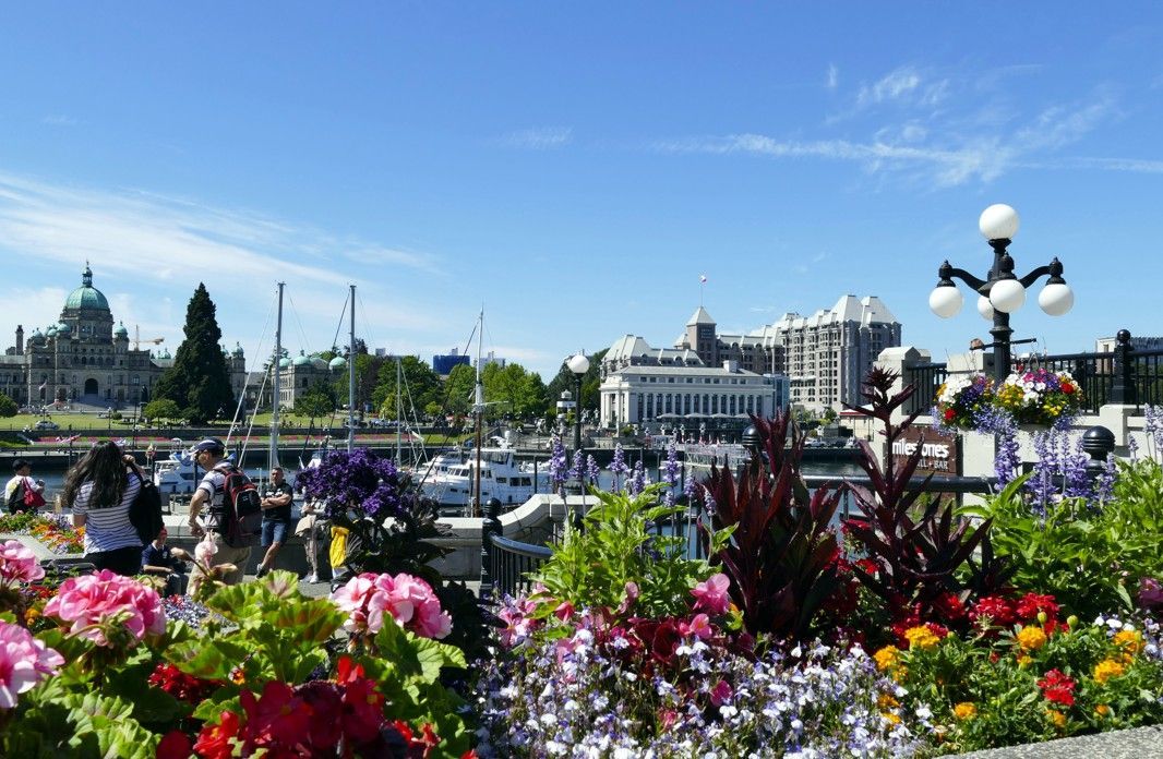 Kleurrijke bloemen op de voorgrond; de haven van Victoria, Brits-Columbia, met gebouwen en een blauwe lucht op de achtergrond.