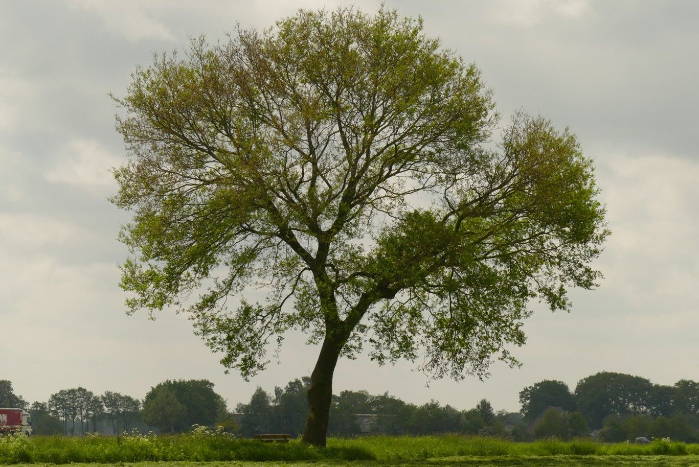 Een boom in een groen veld onder een bewolkte hemel.
