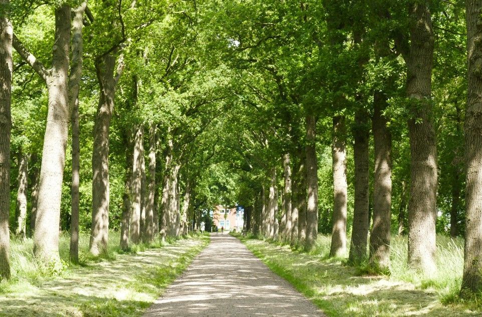 Een pad, omzoomd door bomen met dichte groene bladeren, leidt naar een gebouw in de verte.