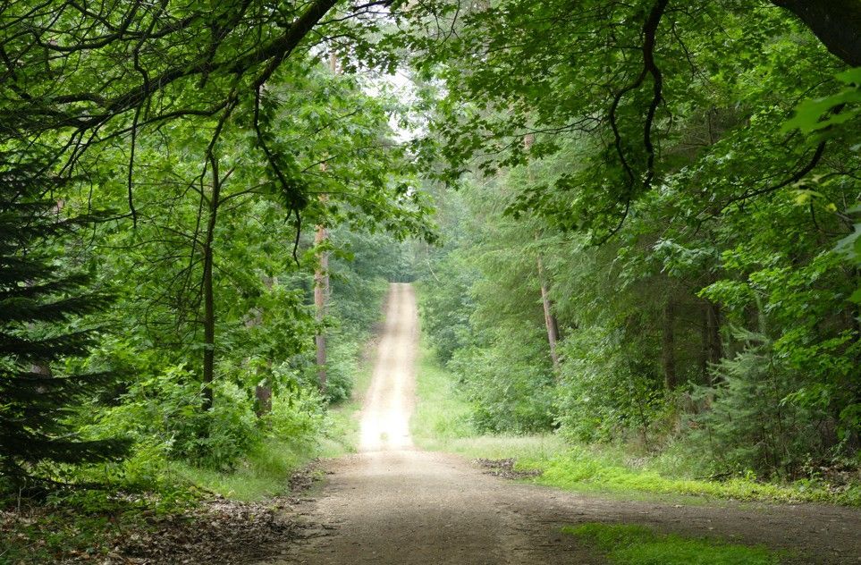 Een onverharde weg slingert door een weelderig groen bos, het zonlicht verlicht het pad.