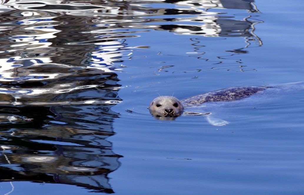 Een zeehond met een gevlekte vacht zwemt in blauw water en kijkt de kijker recht aan.