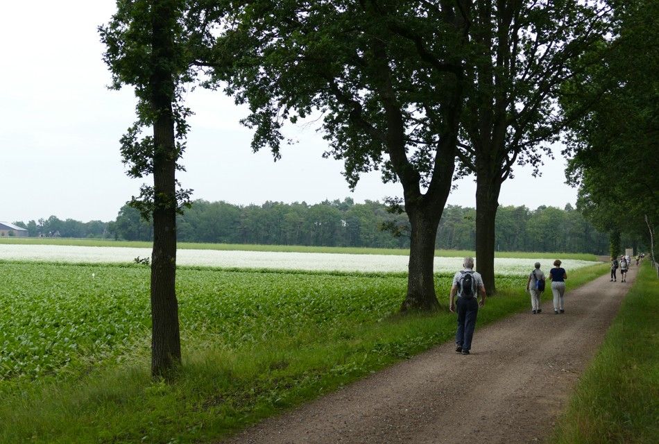 Mensen lopen over een zandpad langs een veld en bomen. Groene en witte velden met een bewolkte hemel.
