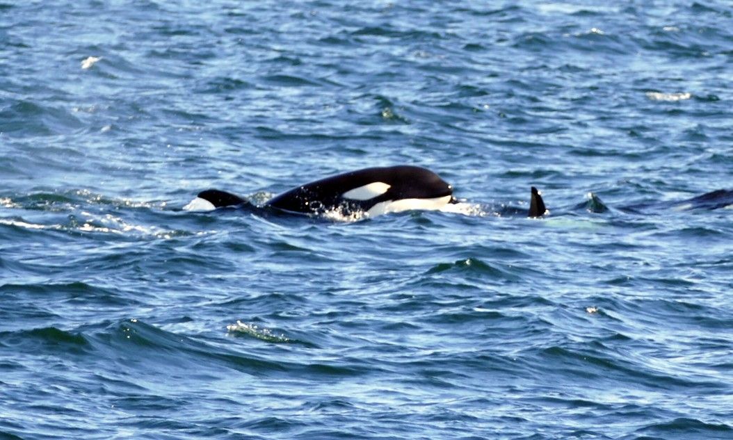 Orka's zwemmen in het blauwe oceaanwater, met zichtbare rugvinnen en een zwart-witte vachtkleur.