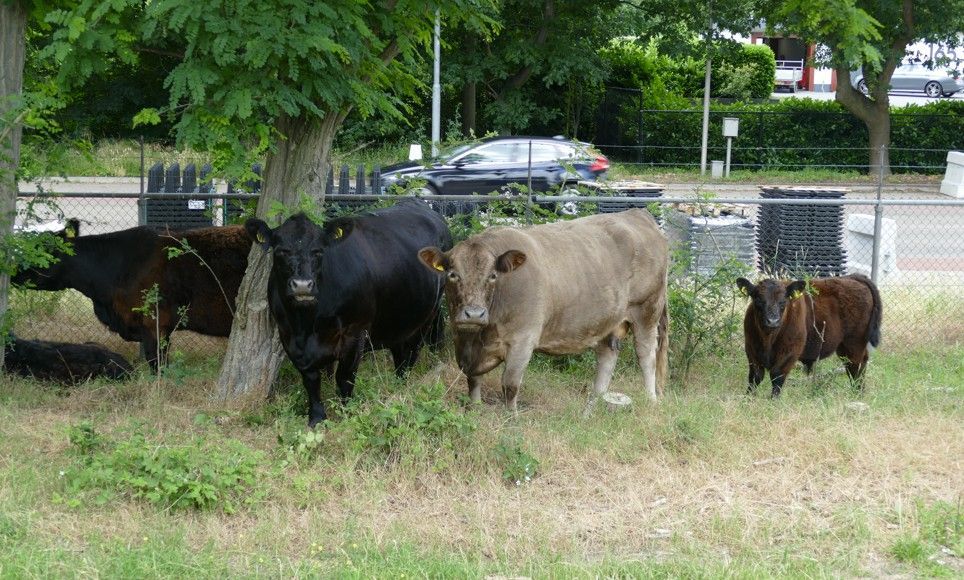 Runderen grazen bij een hek, met een auto en bomen op de achtergrond. Zwarte, bruine en beige koeien.