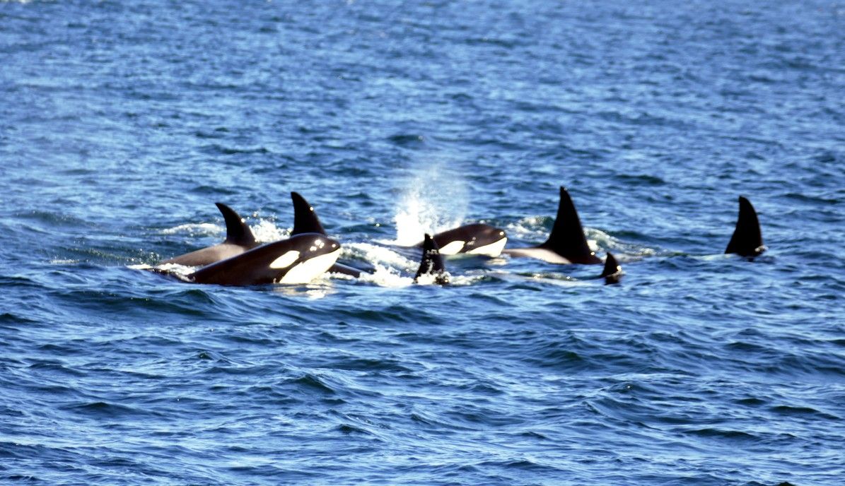 Orka's zwemmen in het blauwe oceaanwater, sommige met hun vinnen boven het wateroppervlak, andere komen net boven.