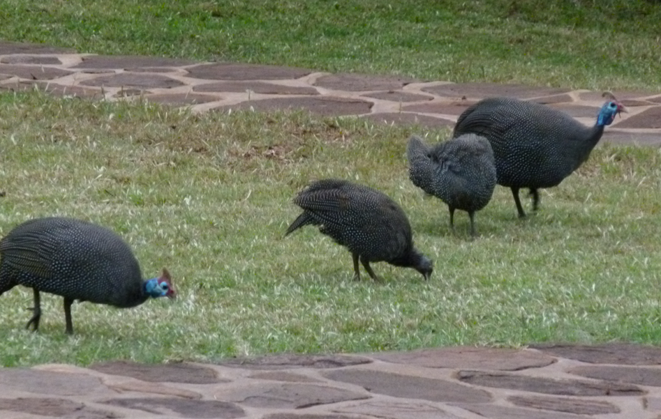 Vier helmparelhoenders met gespikkelde veren en blauwe koppen grazen in het gras bij een stenen pad.
