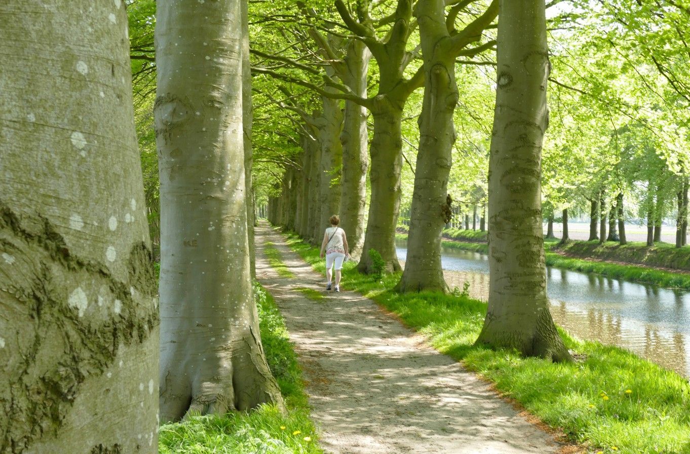 Een pad omzoomd met bomen, een persoon die loopt, langs een kanaal.