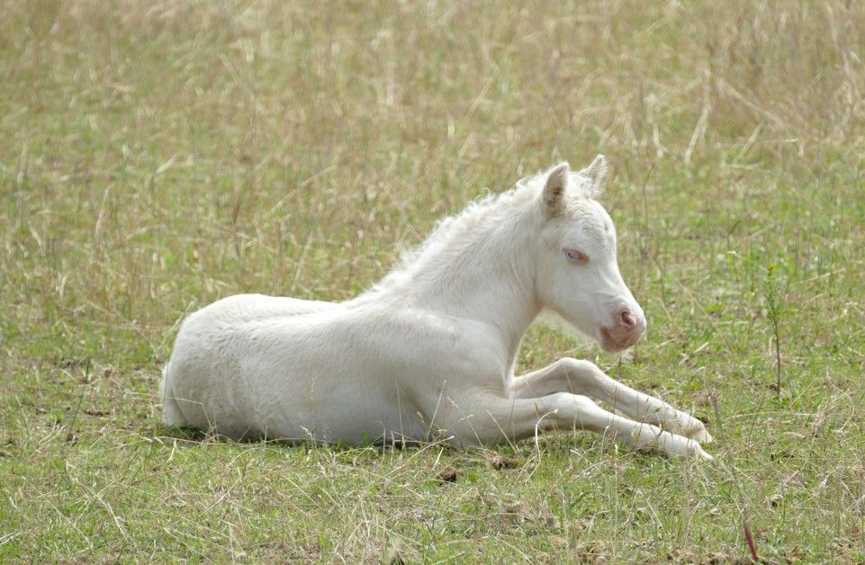 Een wit veulen dat rust in een grasveld.