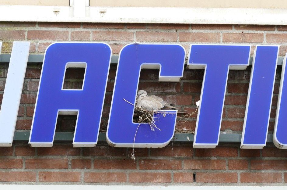 Een vogel zit op een nest in de blauwe letter 