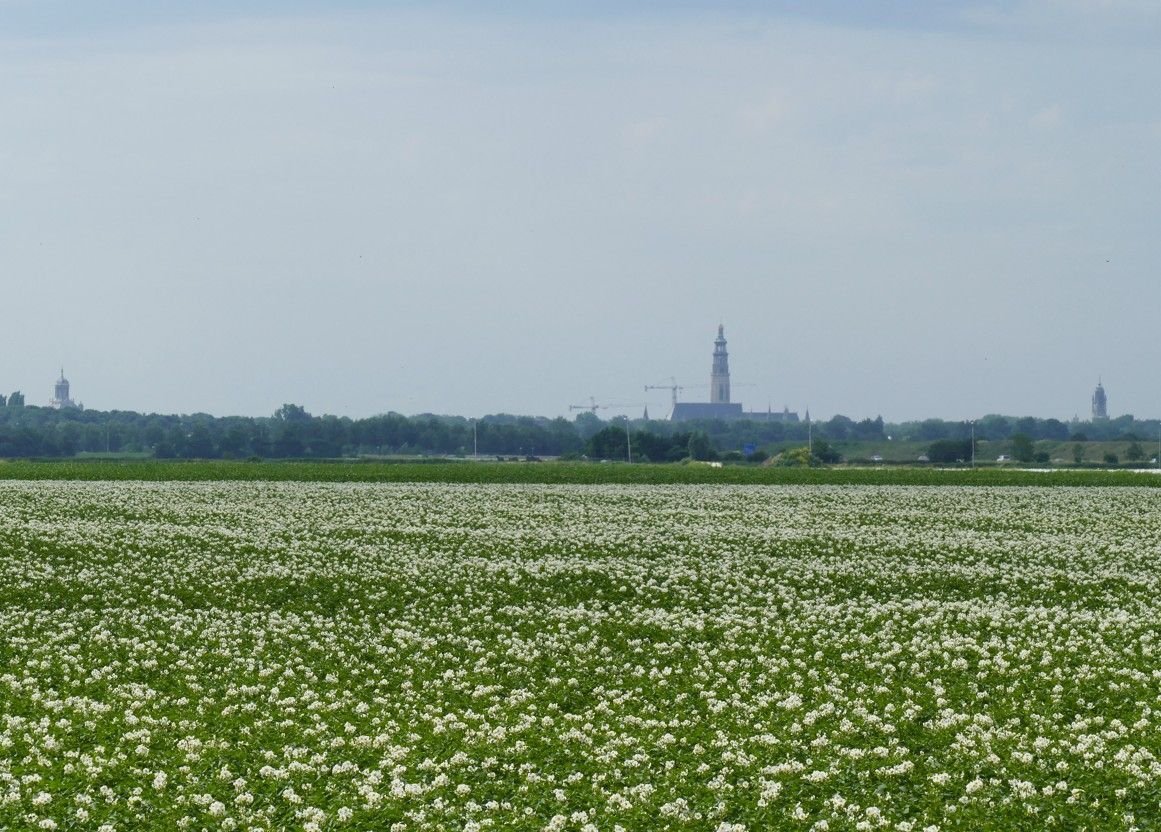 Een veld vol witte bloemen met in de verte een rij bomen en gebouwen onder een wazige hemel.
