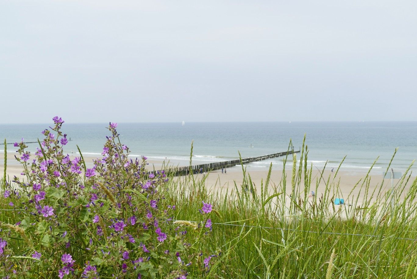 Paarse wilde bloemen en hoog groen gras omlijsten een zandstrand en de oceaan onder een grijze hemel.