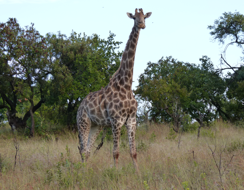 Giraffe staand in hoog gras, met bomen op de achtergrond. Gevlekte vacht, lange nek.