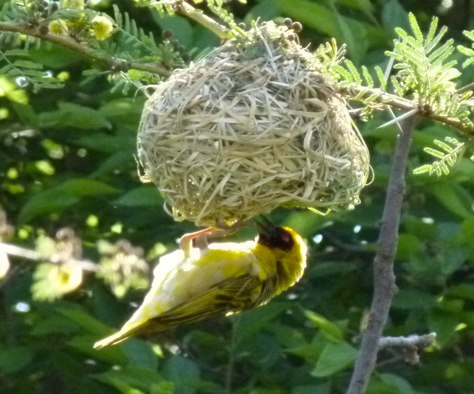 Een gele wevervogel hangt aan zijn geweven nest in een boom.