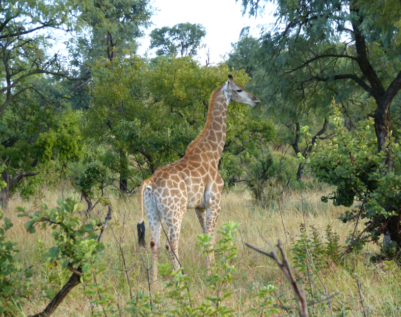 Giraffe in een grasveld met bomen. Bruin en beige gevlekte vacht.