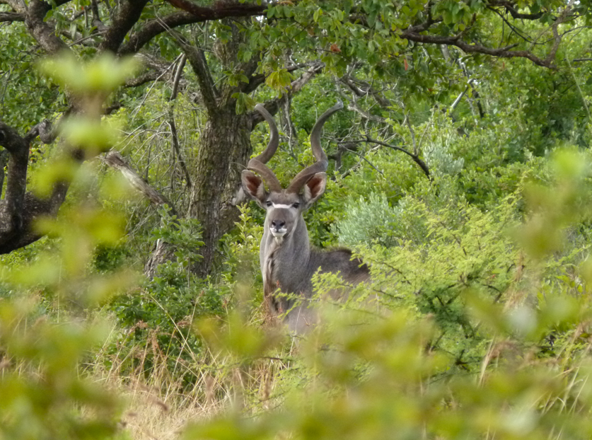 Een grote koedoe met grote spiraalvormige hoorns staat in het hoge gras, gedeeltelijk verborgen door het groene gebladerte.