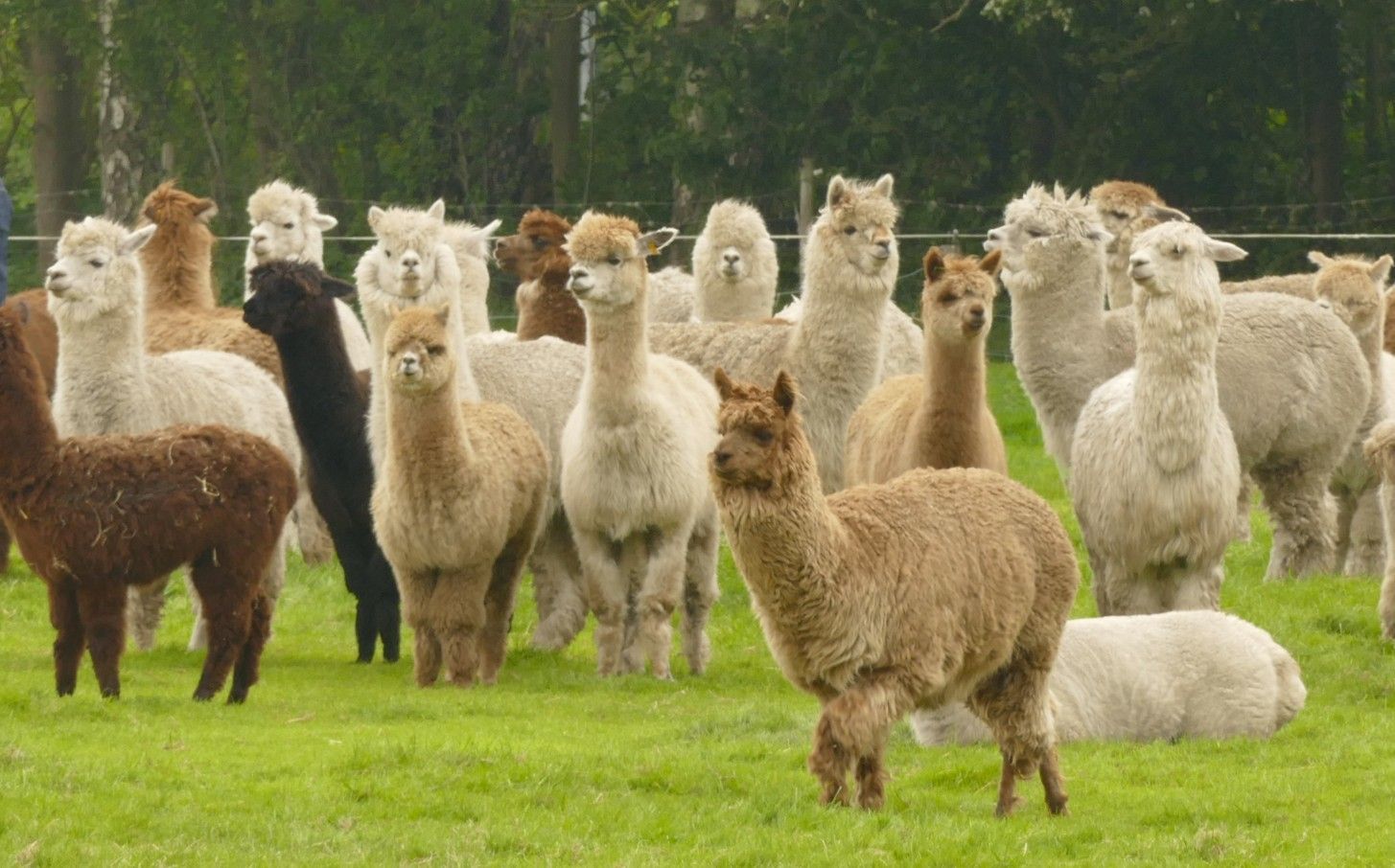 Een kudde alpaca's van verschillende kleuren graast in een groen veld.