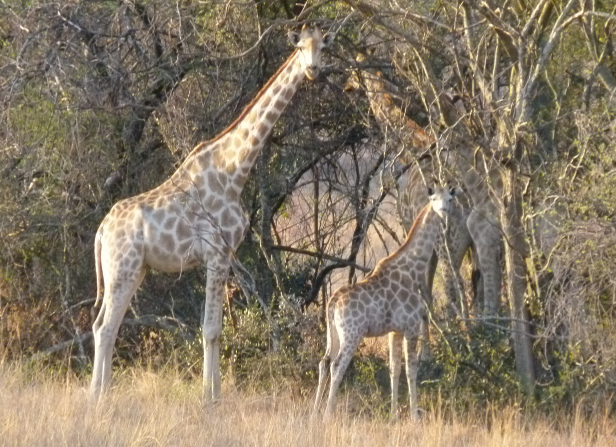 Giraffen in een grasveld; een volwassen giraffe en een kalf, met meer giraffen op de achtergrond, vlakbij bomen.