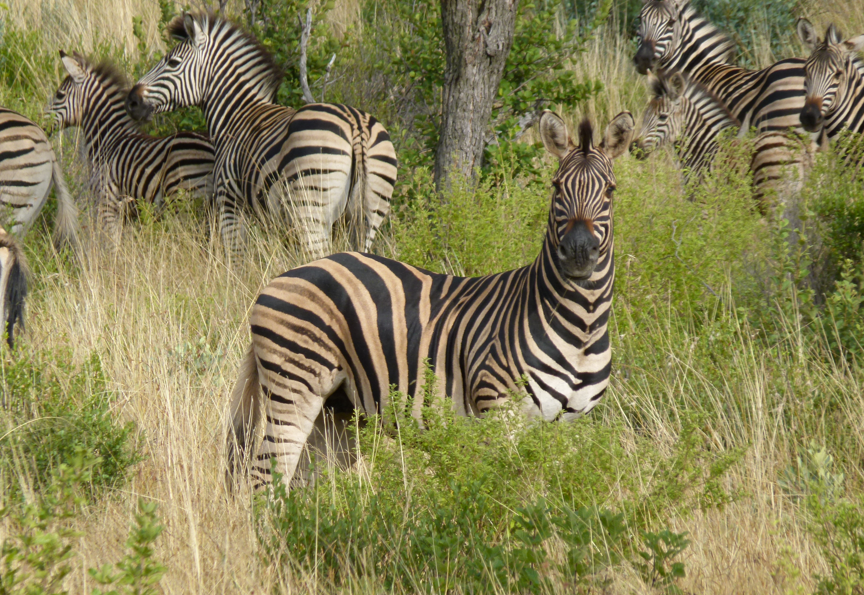 Zebra's grazen in een grasveld; één zebra kijkt recht in de camera.