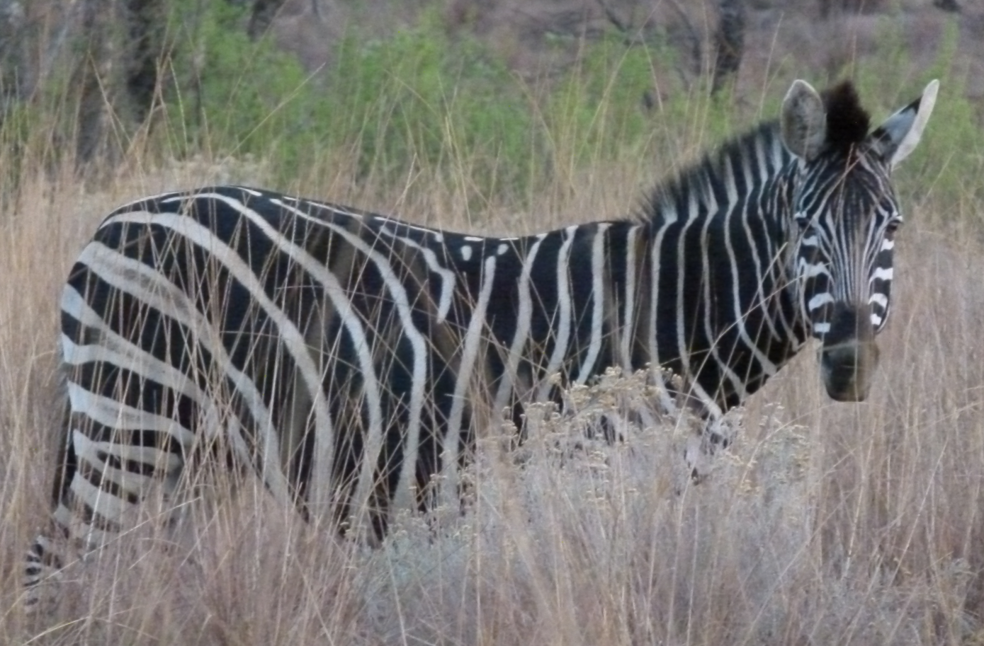 Zebra in hoog, droog gras, zwart-witte strepen, kijkt naar de camera.