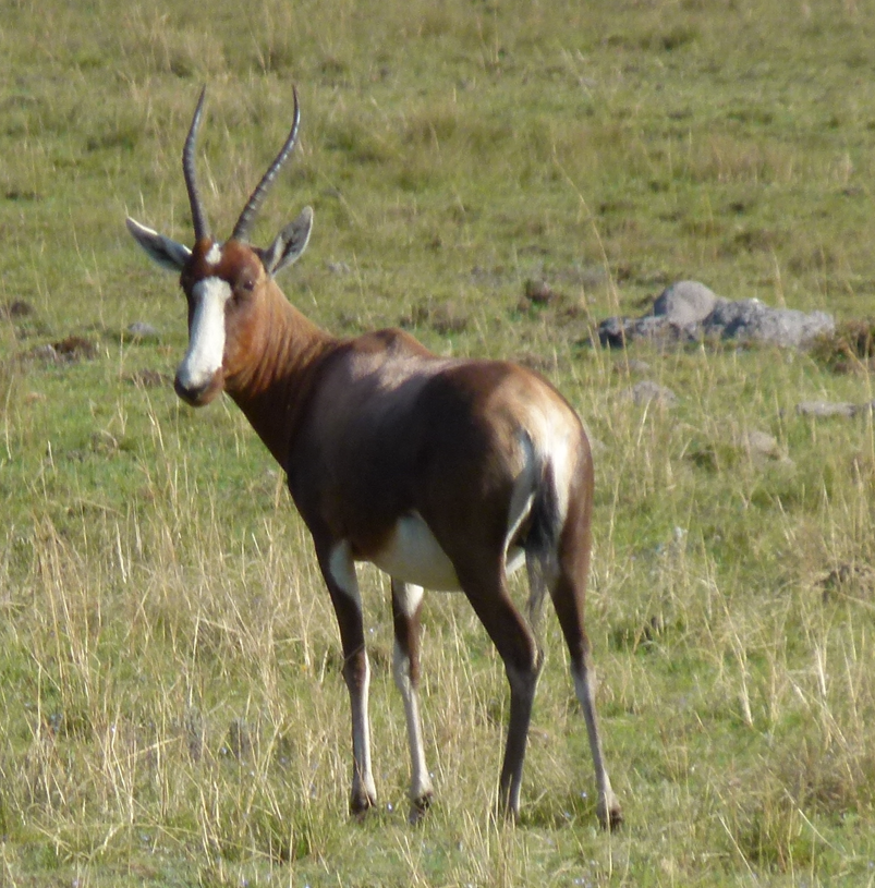 Een blesbokantilope met een wit gezicht en een bruin lichaam, staand in een grasveld.