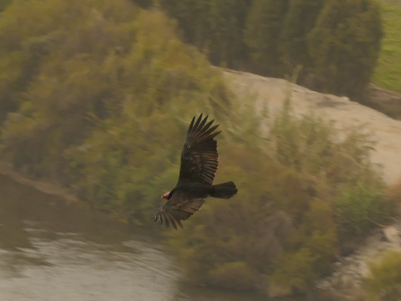 Een kalkoengier in vlucht boven een rivier, met donker verenkleed en rode kop, en een wazige, groene oever op de achtergrond.