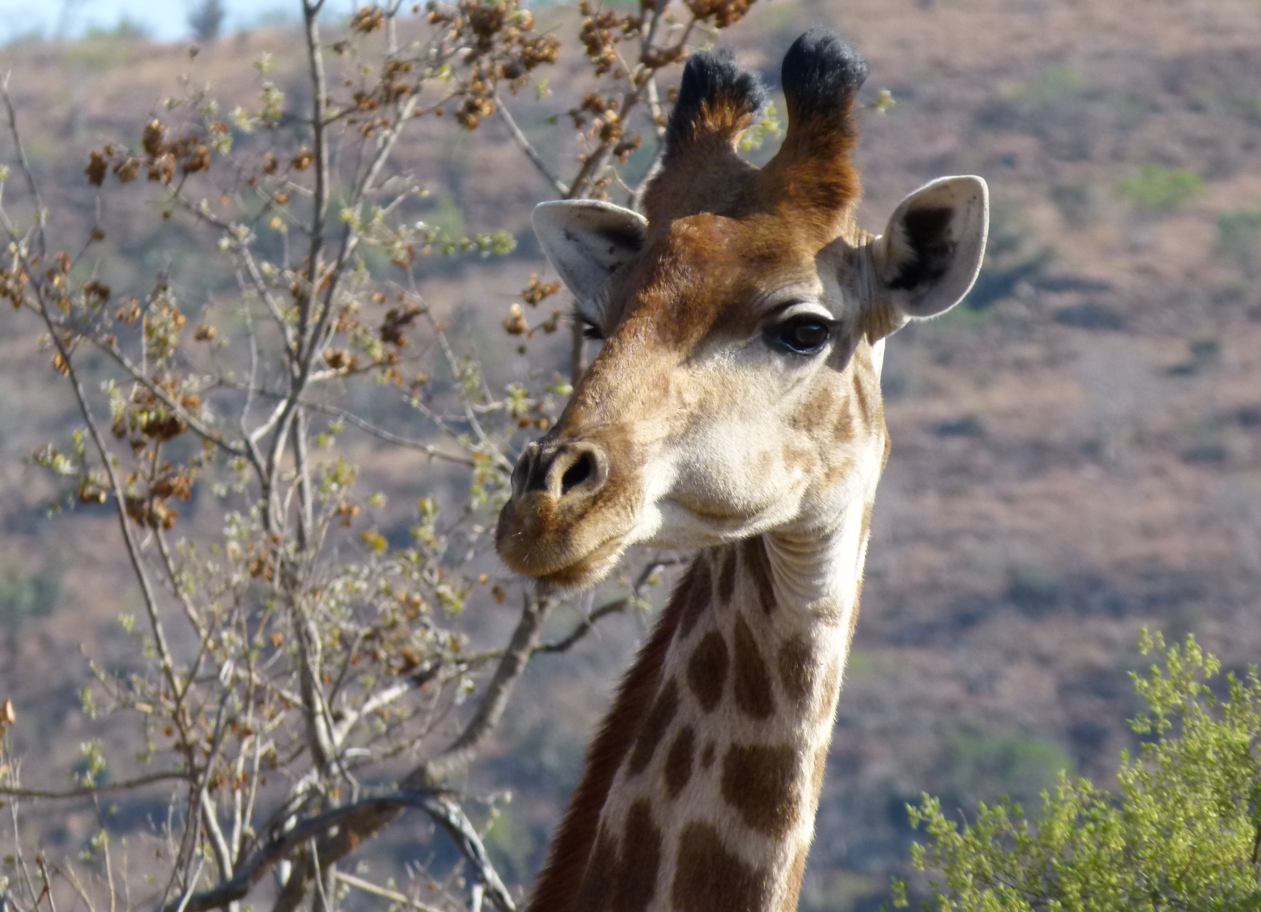 Giraffe met bruine en beige vlekken tegen een wazige buitenachtergrond.