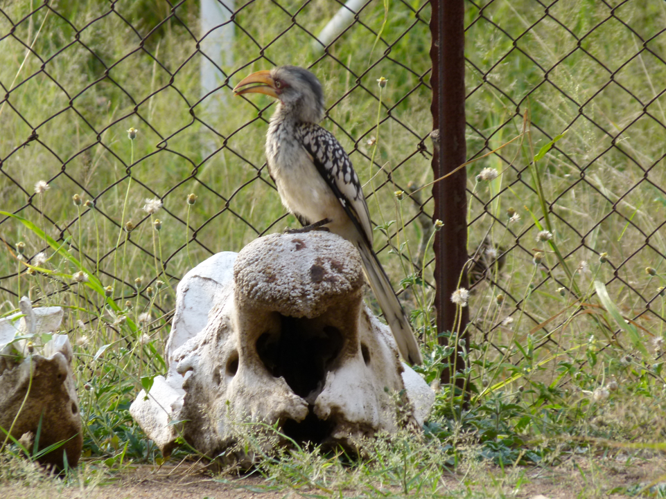 Een geelsnavelhoornvogel zit op een verweerde schedel vlakbij een prikkeldraadhek en begroeiing.