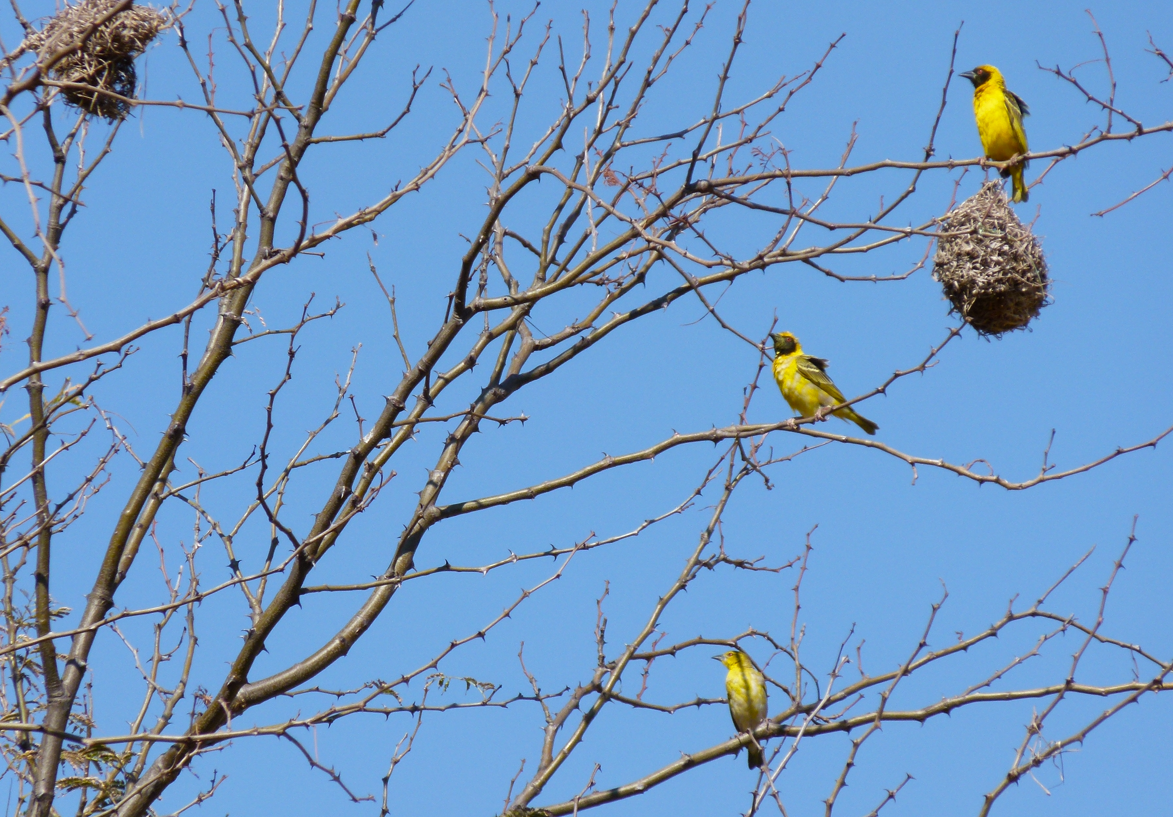 Gele wevervogels zitten in een boom met geweven nesten, tegen een blauwe hemel.