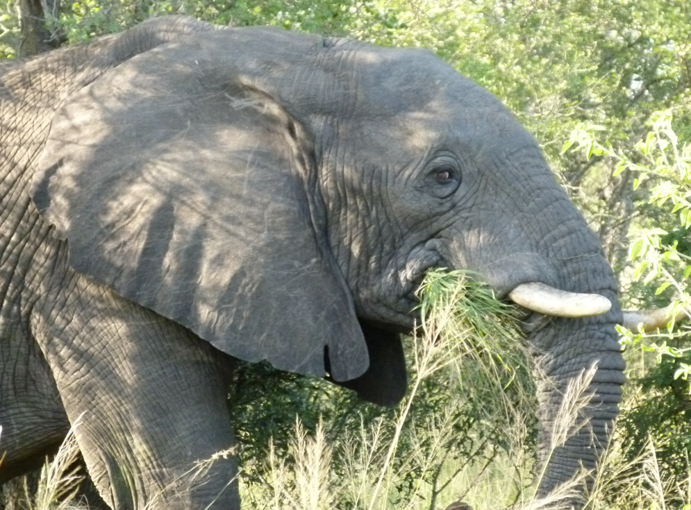 Een olifant eet gras in een zonnige, grasrijke omgeving.