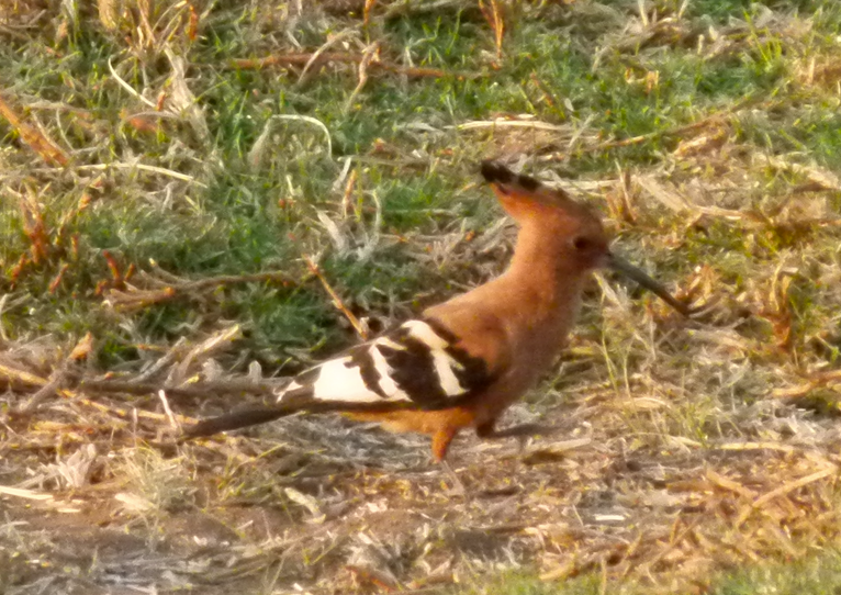 Een hopvogel met oranje-bruin verenkleed, zwart-witte vleugels, een lange snavel en een kuif, staand in het gras.