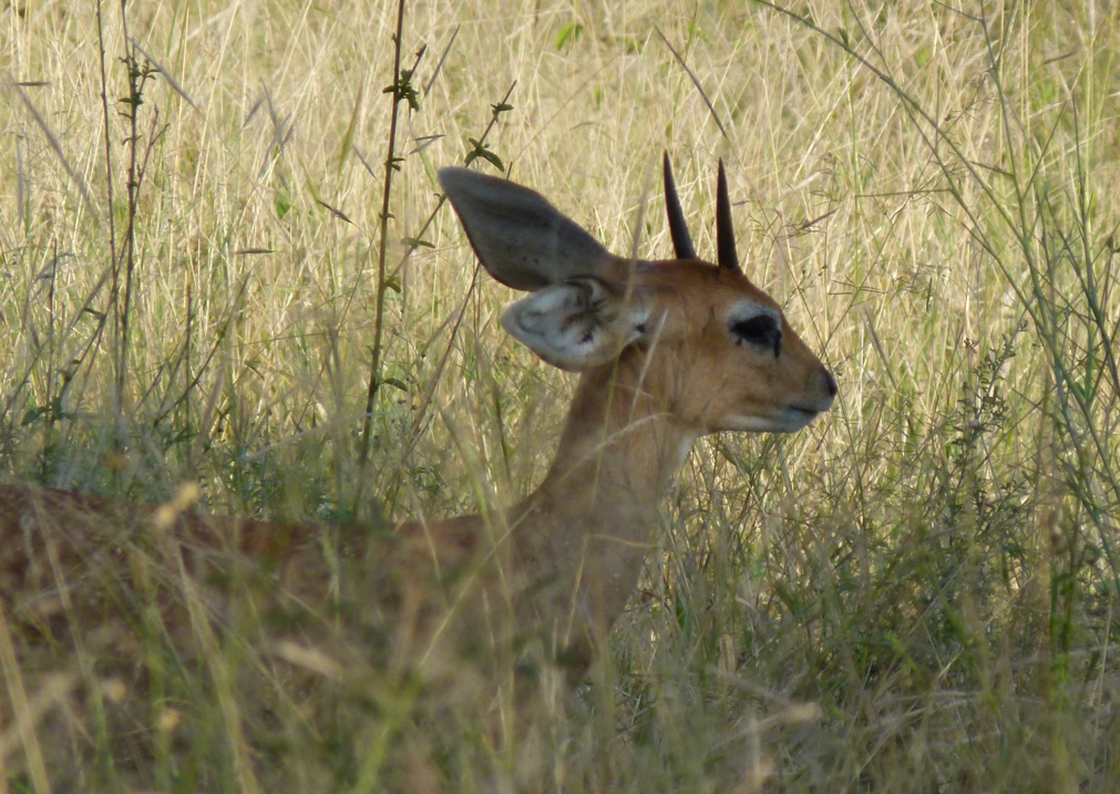 Een kleine, lichtbruine steenbok met donkere hoorns rust in het hoge, droge gras.