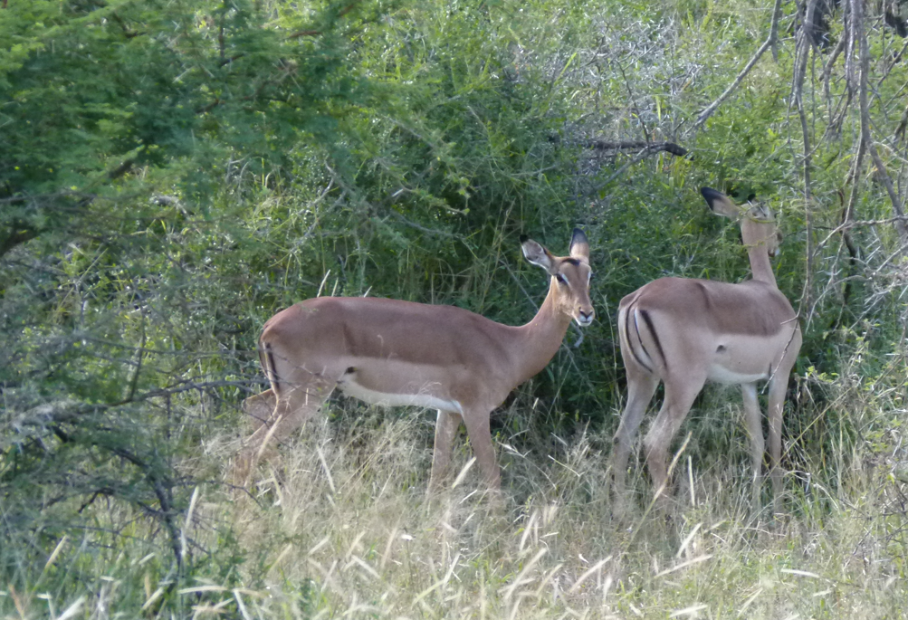 Twee impala's staan ​​bij struiken, lichtbruin met witte buiken, in het hoge gras.