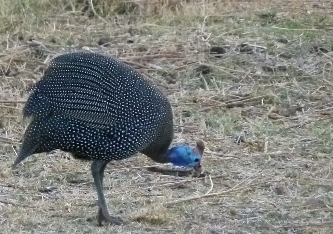 Parelhoenders met een blauwe kop en een gespikkeld lichaam foerageren in droog gras.