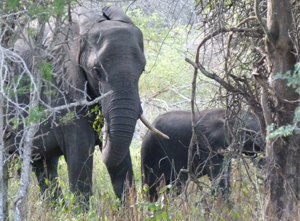 Een volwassen olifant met slagtanden en een kleinere olifant in het gebladerte.