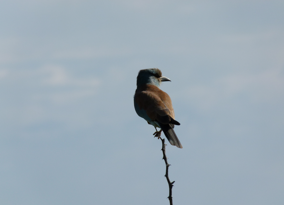 Een Europese rolvogel zit op een kale tak tegen een blauwe hemel.
