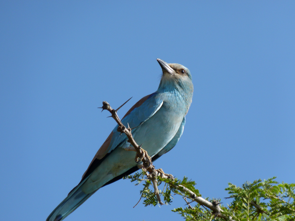 Een blauwlijfrolvogel zit op een doornige tak tegen een heldere, blauwe hemel.
