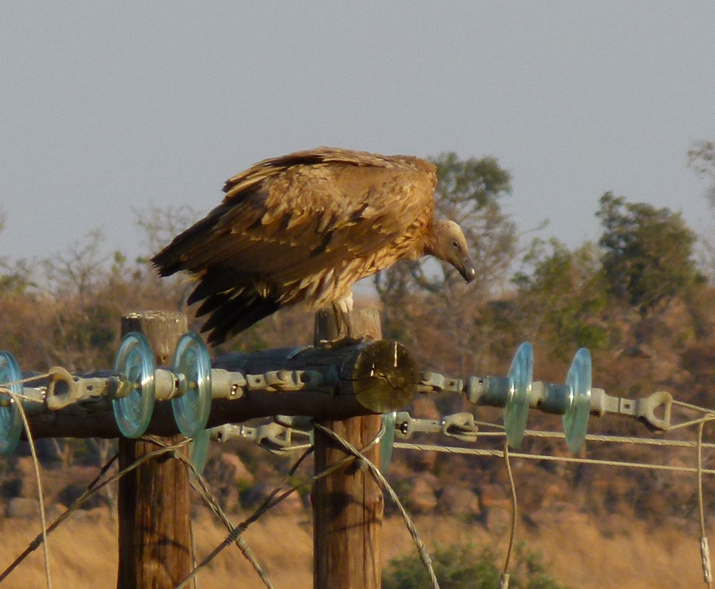Een gier zit op een elektriciteitspaal met isolatoren. De bruin-witte vogel bevindt zich in een droog, zonnig landschap.