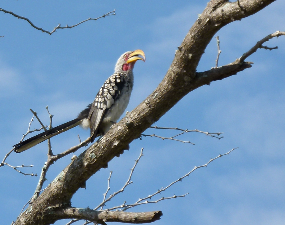 Een geelsnavelhoornvogel zit op een boomtak tegen een blauwe hemel.