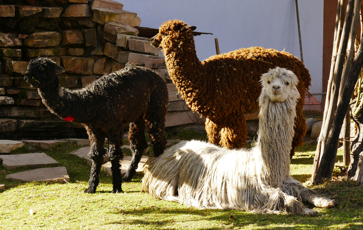 Drie alpaca's in het gras: een zwarte, een bruine en een witte, vlakbij een bakstenen muur, waarvan er één zit.