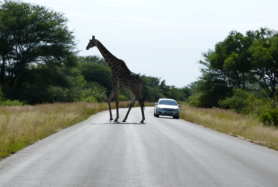 Giraffe steekt een geplaveide weg over, met een auto die nadert; bomen staan ​​langs de zijkanten.