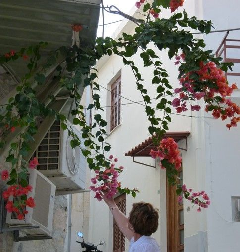 Een vrouw raakt roze bougainvilleabloemen aan die over de gevel van een gebouw hangen.