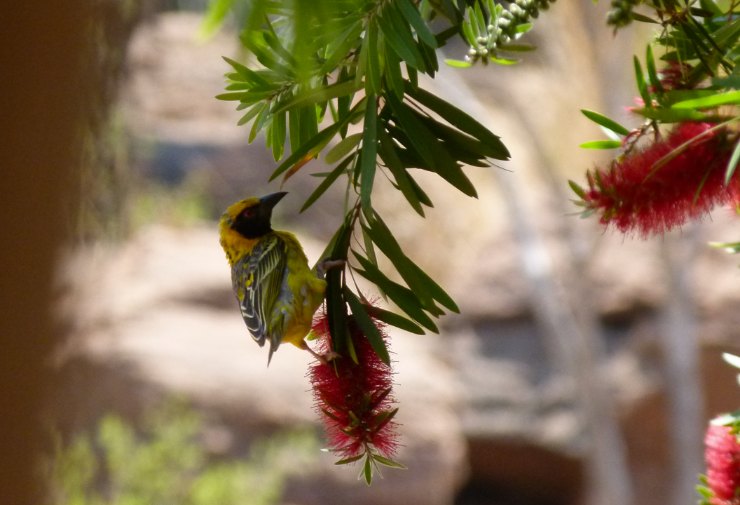 Een gele vogel zit op een tak met rode, borstelachtige bloemen.