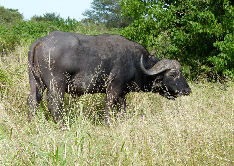 Afrikaanse buffels grazen in hoog, geel gras bij groene struiken.