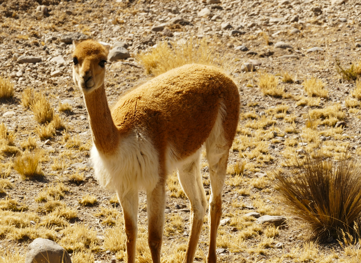 Een vicuña staat in een droge woestijnomgeving en kijkt recht in de camera. Zijn vacht is bruin en wit.