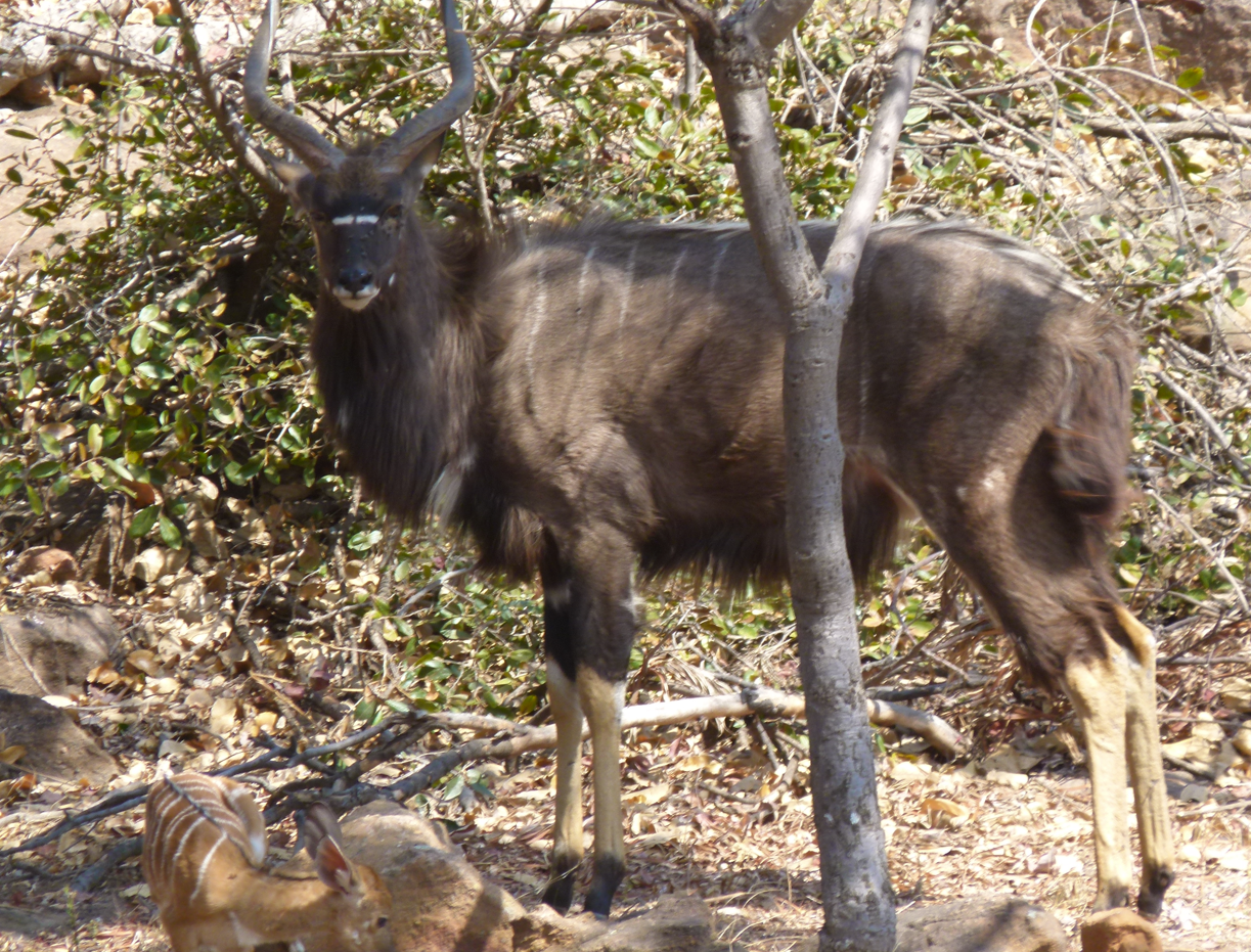 Een mannelijke Nyala-antilope met spiraalvormige hoorns staat in een droge, beboste omgeving.