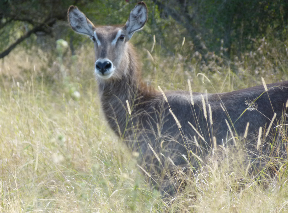Een waterbok in hoog, droog gras, kijkend naar de camera.